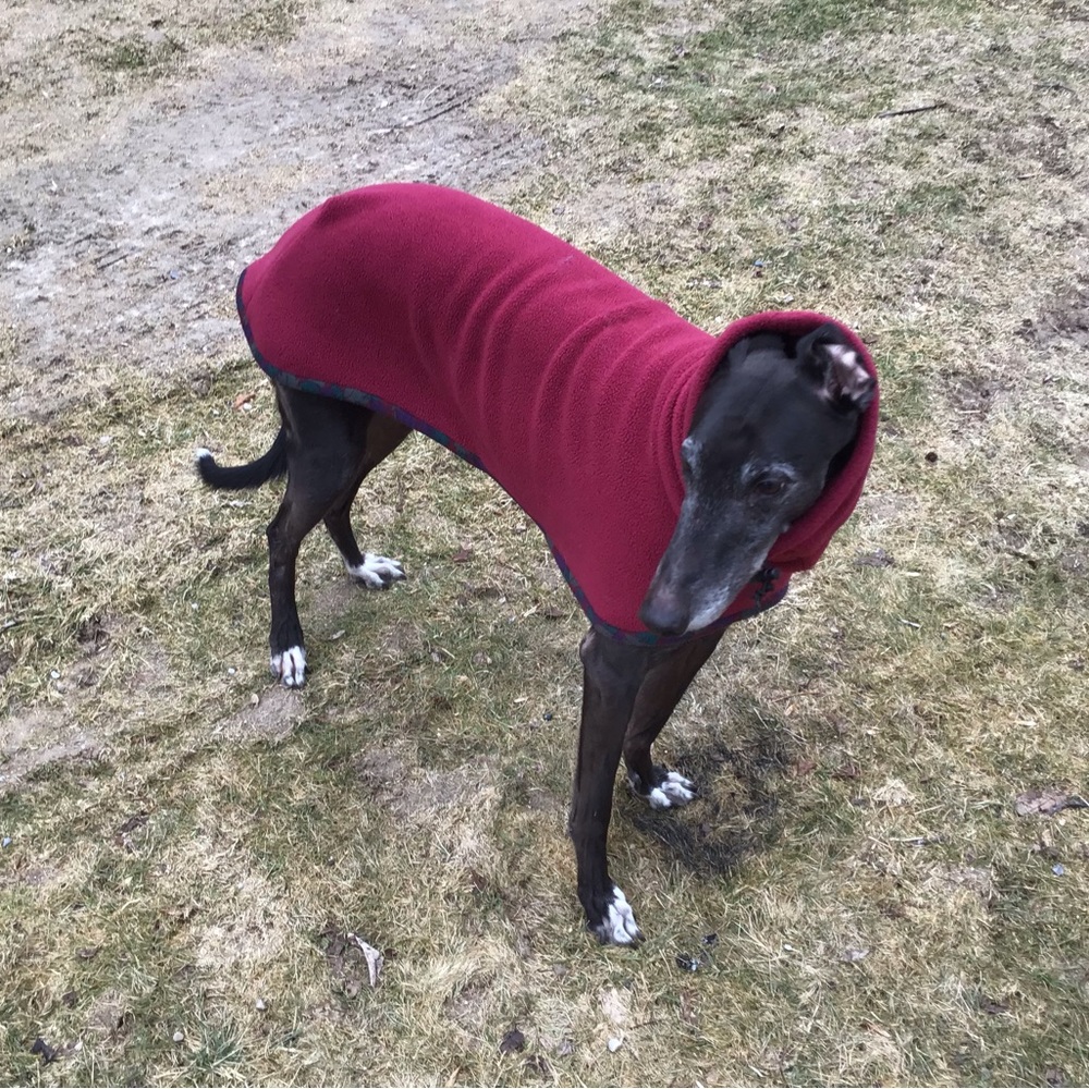 Thank you for my greyhound coat! 🐕